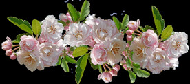 鲜花