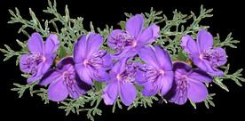 鲜花