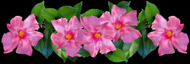 鲜花