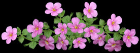 鲜花