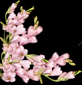 鲜花