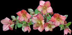 鲜花