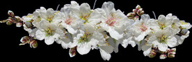 鲜花