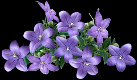 鲜花