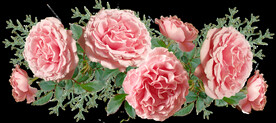 玫瑰花