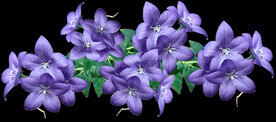 鲜花