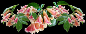 鲜花