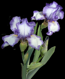 鲜花