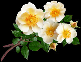 鲜花