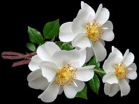 鲜花