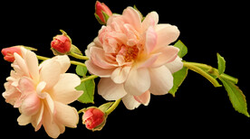 玫瑰花