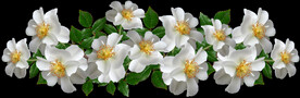 鲜花