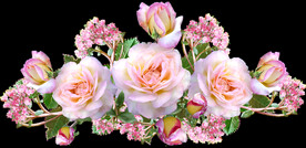 玫瑰花