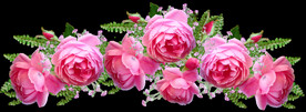 玫瑰花