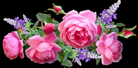 玫瑰花