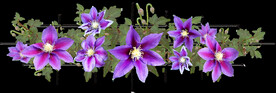 鲜花