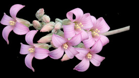 鲜花