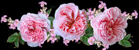 玫瑰花
