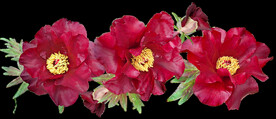 鲜花