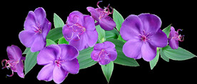 鲜花