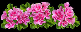 鲜花