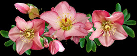鲜花