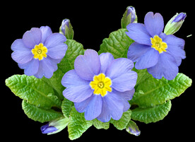 鲜花