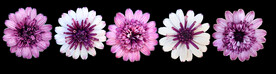 鲜花