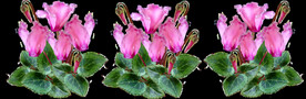 鲜花