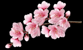 鲜花