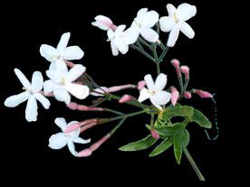 鲜花