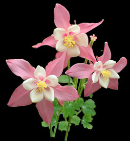 鲜花