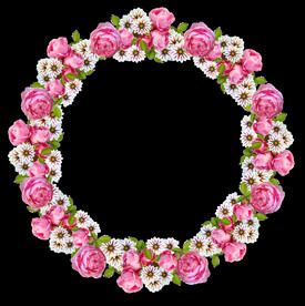 玫瑰花