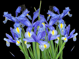 鲜花