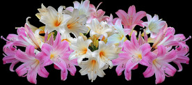 鲜花