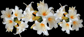 鲜花