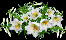 鲜花