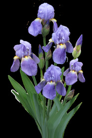 鲜花