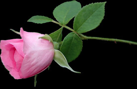 玫瑰花