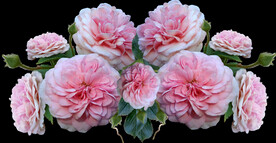 玫瑰花