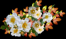 鲜花