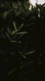 栀子花树背景