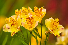 鲜花