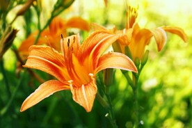 鲜花