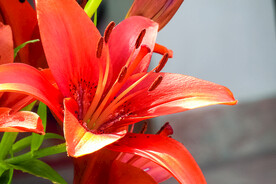 鲜花