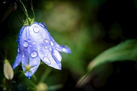 鲜花