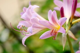 鲜花