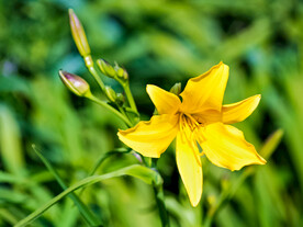 鲜花