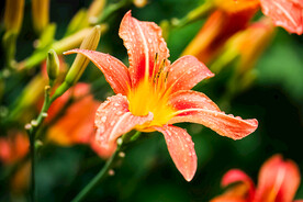 鲜花