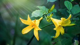 鲜花